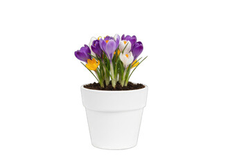 Spring Crocus Flowers in a White Pot Isolated on Transparent Background