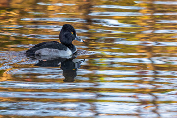 A male ring-necked duck floating on a pond
