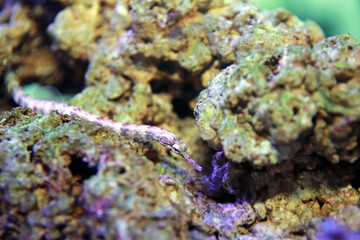 The messmate pipefish - (Corythoichthys haematopterus) 