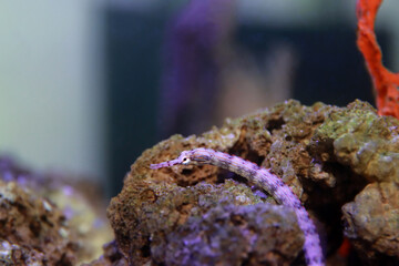 The messmate pipefish - (Corythoichthys haematopterus) 