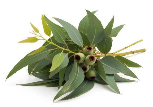 Fresh Eucalyptus Leaves and Gumnuts on White Background