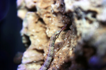 The messmate pipefish - (Corythoichthys haematopterus) 