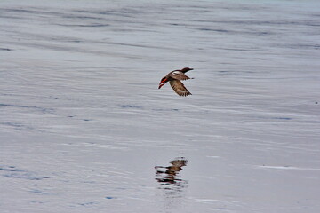 Pigeon Guillemot in flight of the wharf in Old Masset, on Haida Gwaii in BC, Canada.