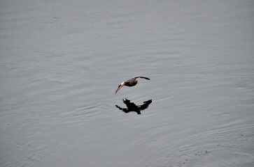 Pigeon Guillemot in flight of the wharf in Old Masset, on Haida Gwaii in BC, Canada.
