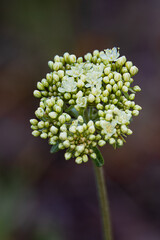 Flower Head, Schwabacher's Landing, Grand Teton NP