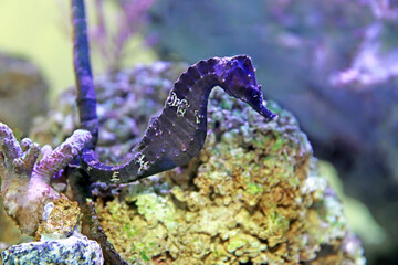 Lined seahorse - (Hippocampus erectus)