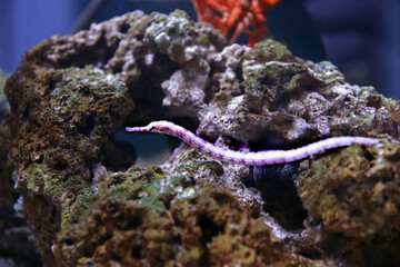 The messmate pipefish - (Corythoichthys haematopterus) 