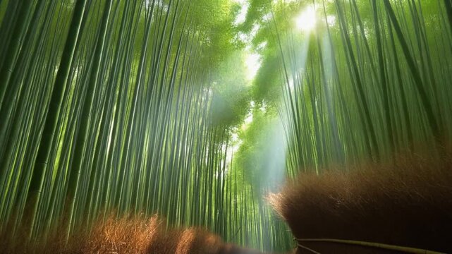 Bamboo Forest Canopy Sun Rays Through Emerald Stalks