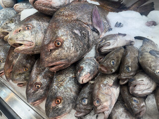 Fresh whole grey fish piled on ice at supermarket seafood counter