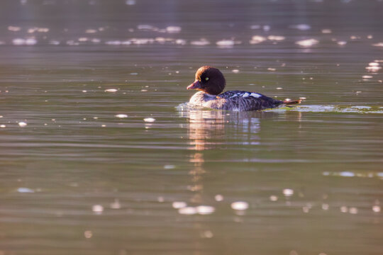 Barrow's Goldeneye, Oxbow Bend, Grand Teton MNP
