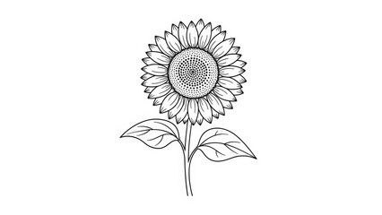 Sunflower outline illustration detailed vector drawing of a blooming flower with leaves isolated on white background