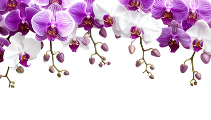 Close-up of vibrant orchids, white & purple blooms, delicate stems, isolated on black background