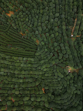 Aerial view of a lush green tea plantation unfolds in undulating patterns, a tapestry of verdant hues creating a serene landscape, Hangzhou, Zhejiang, China.