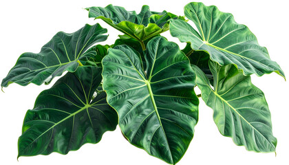 Lush plant with large, veined, green leaves, isolated on a transparent background
