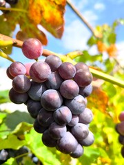Bunches of ripe, dark blue grapes, hanging vines under a blue sky