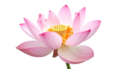 A vibrant pink lotus blossom with layered petals and a yellow center, set on black