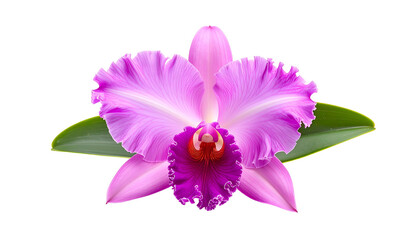 Isolated vibrant pink orchid bloom with dark purple center, green leaves, against black backdrop