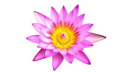 Vivid pink and yellow lotus flower isolated against a stark black background