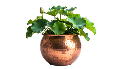 Lotus plant with large, green leaves and a bud in a hammered copper bowl against black