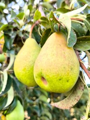 Ripe green pears hanging on a branch in a summer garden, ready to be picked