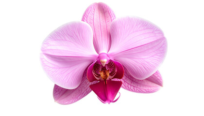 Close-up of a pink orchid blossom with intricate petals and a contrasting dark center