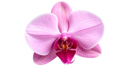 Close-up of a pink orchid blossom with intricate petals and a contrasting dark center