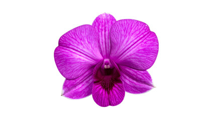 A vibrant, close-up view of a pink orchid with intricate petal details against black