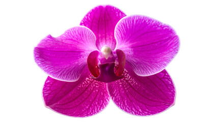 Vivid magenta orchid blossom, petals radiating from a central column