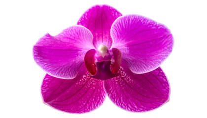 Vivid magenta orchid blossom, petals radiating from a central column