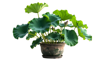 Potted lotus plant with large, green, round leaves and a single unopened bud