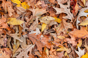 Vibrant autumn colors fallen deciduous leaves for background use.