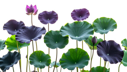 Floating lotus pads with varying shades of green, purple, and pink, on black