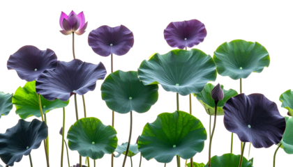 Floating lotus pads with varying shades of green, purple, and pink, on black