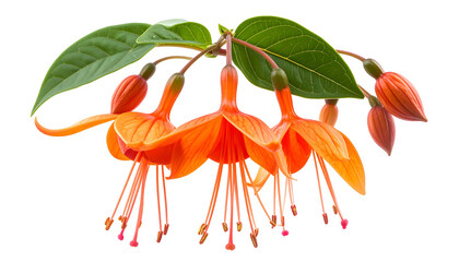 Vivid closeup of cascading orange and red flowers with green leaves on a black background