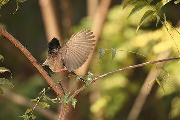 Red vented Bulbul