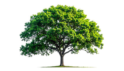 Isolated tree with lush green foliage, showcasing branches and a thick trunk against black