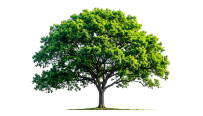Isolated tree with lush green foliage, showcasing branches and a thick trunk against black