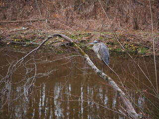 wild great blue heron (Ardea herodias) waiting to fish over creek