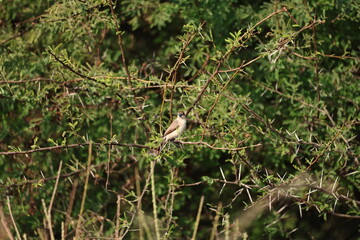 Bird on tree