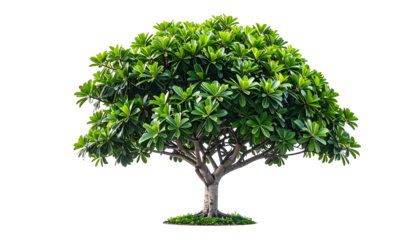 Lush, isolated tree with green foliage, brown trunk, and a slightly rounded shape