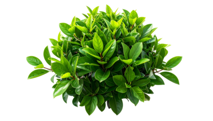 Overhead view of a dense, vibrant green bush with overlapping leaves against black