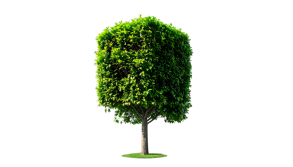 A neatly trimmed square-shaped tree stands against a stark black backdrop