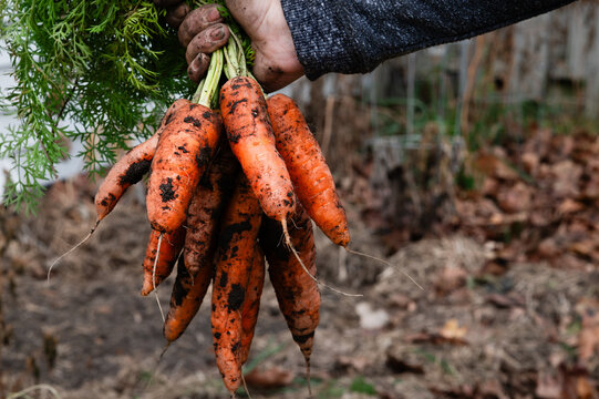 Close up of carrots covered in dirt fresh out of the garden