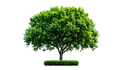 Isolated vibrant leafy tree against a black background with a trimmed hedge border