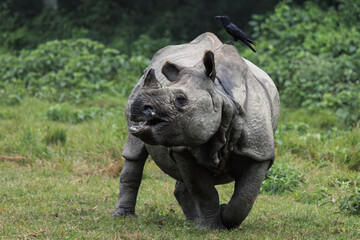 View of a rhinoceros, with a black bird perched on its back, roams through a lush, green landscape, showcasing nature's harmony, Chitwan National Park, Nepal.