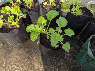 Melon planting on poly bags in the rooftop home garden, exposed to the morning sun, Hobbies