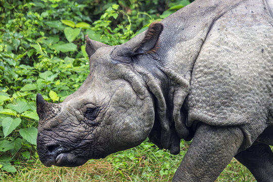 View of a rhino with thick, textured skin moves through the tall grass, its horn catching the light against a backdrop of dense green foliage, Chitwan National Park, Nepal.