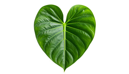 Vivid close-up of a heart-shaped, glossy green leaf with visible veins, isolated on black