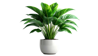 Lush green leafy plant in a modern white pot against a stark black background