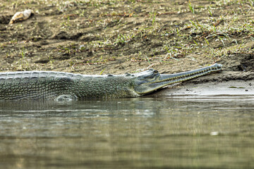 View of a gharial resting on the muddy riverbank with diffused sunlight and a tranquil water surface, Chitwan National Park, Nepal.